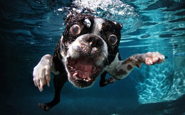 Underwater Dogs