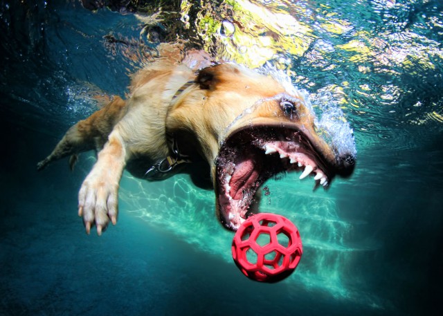 Underwater Dogs